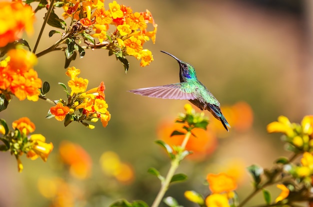 Kolorowe kolibry w Kostaryce, Ameryce Środkowej