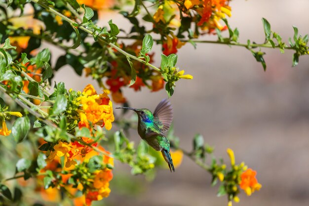 Kolorowe kolibry w Kostaryce, Ameryce Środkowej