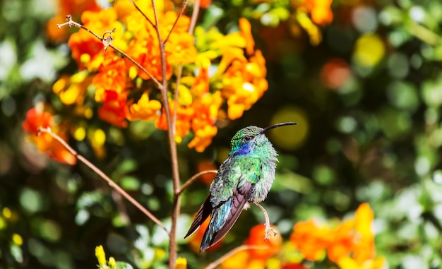 Kolorowe kolibry w Kostaryce, Ameryce Środkowej
