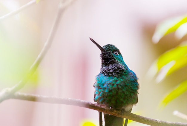 Kolorowe Kolibry W Kostaryce, Ameryce środkowej