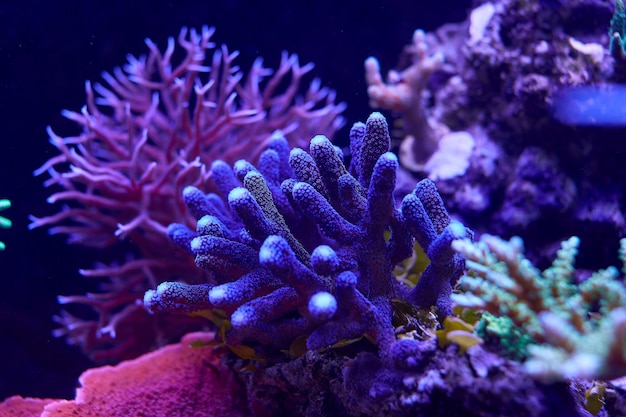 Kolorowe Korale Morskie I Zwierzęta Morskie Acropora Millepora