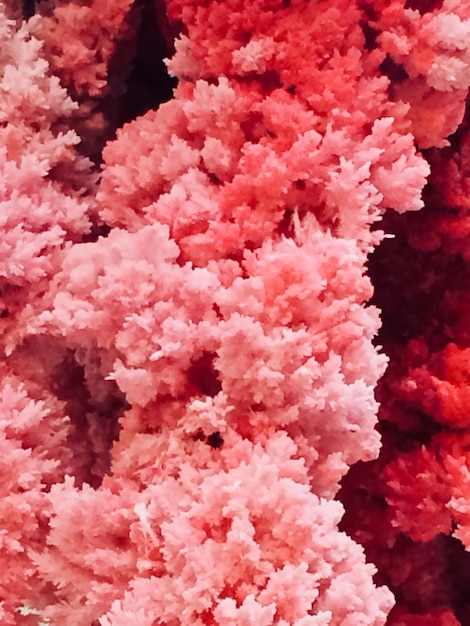 Zdjęcie kolorowe koralowce