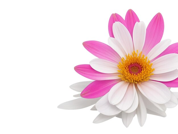 kolorowe kwiaty biały i różowy fioletowy kwiat