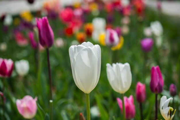 Kolorowe kwiaty tulipanów kwitną w ogrodzie wiosennym