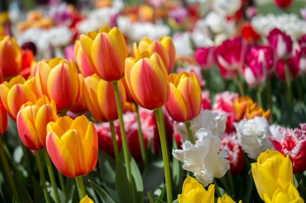 Kolorowe kwiaty tulipanów kwitną w ogrodzie