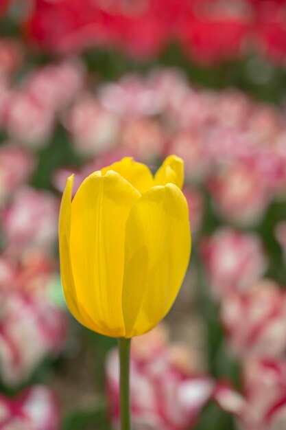 Kolorowe kwiaty tulipanów kwitną w ogrodzie.