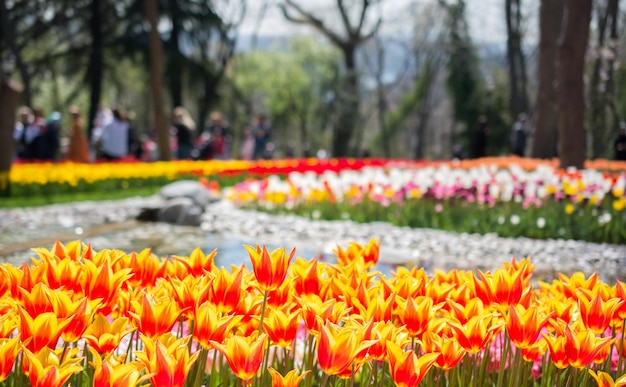 Kolorowe kwiaty tulipanów w ogrodzie