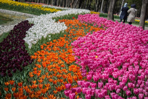 Zdjęcie kolorowe kwiaty tulipanów w ogrodzie