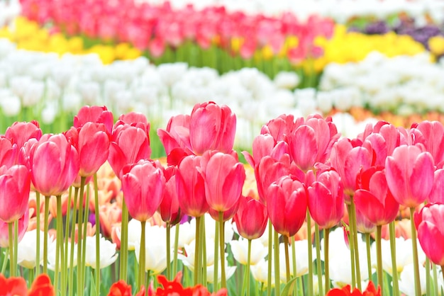 Zdjęcie kolorowe kwiaty tulipany w zielonym pięknym parku