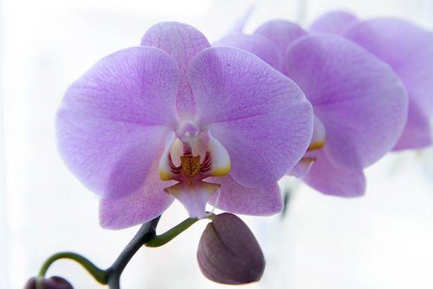 Kolorowe Kwitnące Kwiaty Orchidei Z Bliska