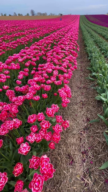 Kolorowe, kwitnące pola tulipanowe w pochmurny dzień w Holandii