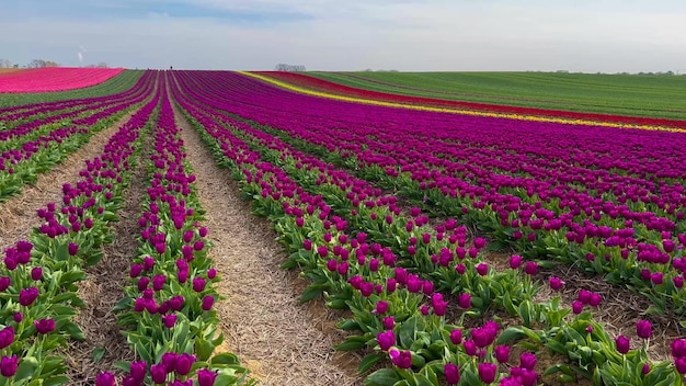 Kolorowe, kwitnące pola tulipanowe w pochmurny dzień w Holandii