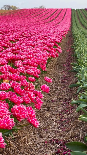 Kolorowe, kwitnące pola tulipanowe w pochmurny dzień w Holandii