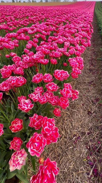 Kolorowe, kwitnące pola tulipanowe w pochmurny dzień w Holandii