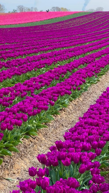 Kolorowe, kwitnące pola tulipanowe w pochmurny dzień w Holandii