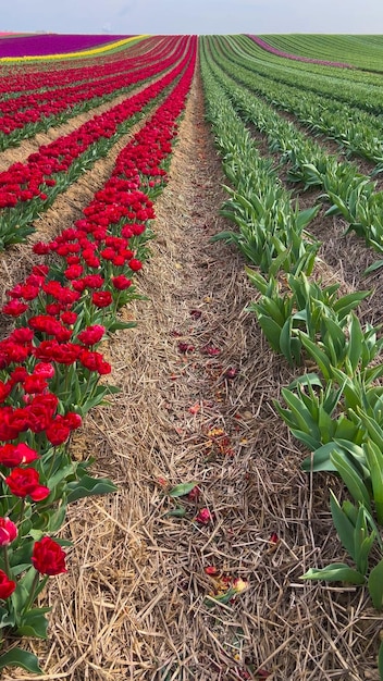 Kolorowe, kwitnące pola tulipanowe w pochmurny dzień w Holandii