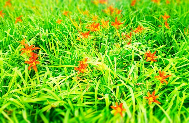 Kolorowe letnie kwiaty w tle parku