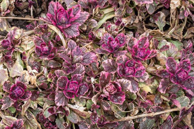 Kolorowe liście Bugleweed Ajuga reptans Rośliny lecznicze