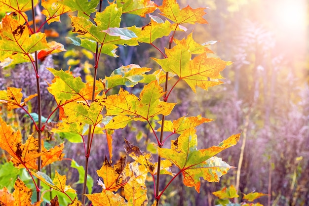 Kolorowe liście klonu na drzewie w jesiennym lesie w jasnym świetle słonecznym