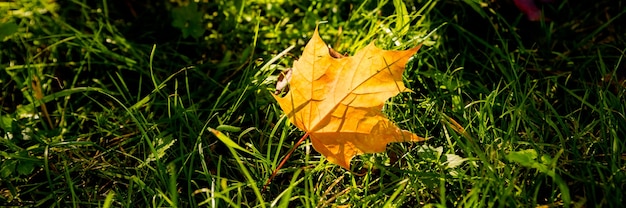 Zdjęcie kolorowe liście klonu w słońcu na grass.fallen jesienne liście na ziemi w słońcu.