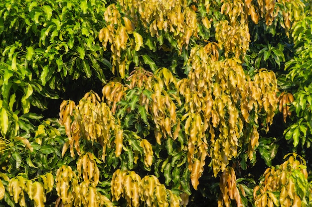 Zdjęcie kolorowe liście mango na naturalne tło