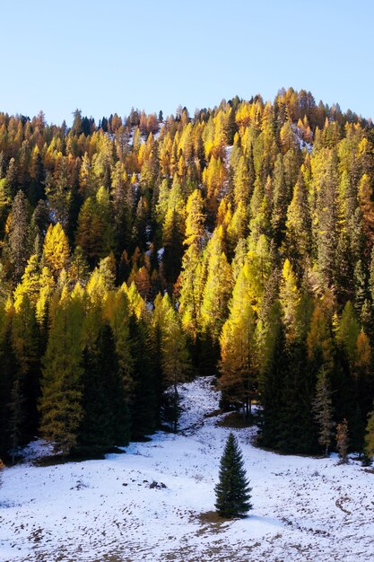 Zdjęcie kolorowe liście na dolomitach z pierwszym śniegiem