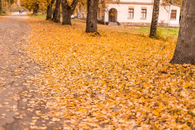 Kolorowe liście w jesiennym parku.