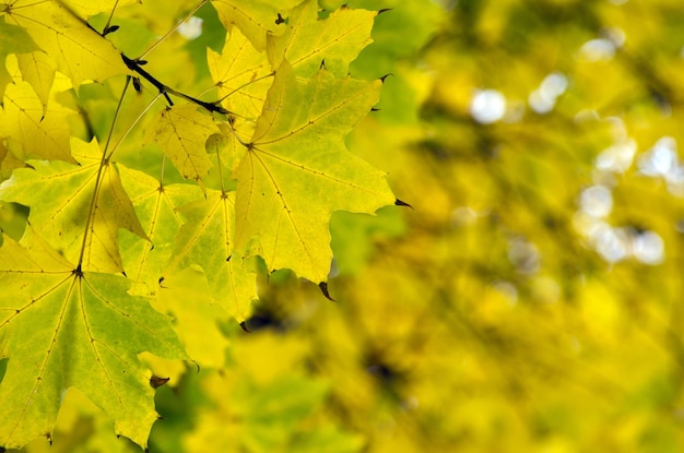 Kolorowe liście w jesiennym parku