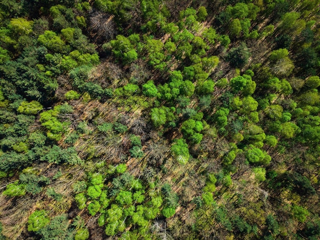 Kolorowe liście w lesie na wiosenny dron z lotu ptaka z góry na dół