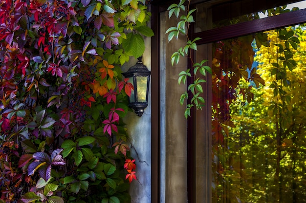 Kolorowe liście winorośli odbite w szybie okna