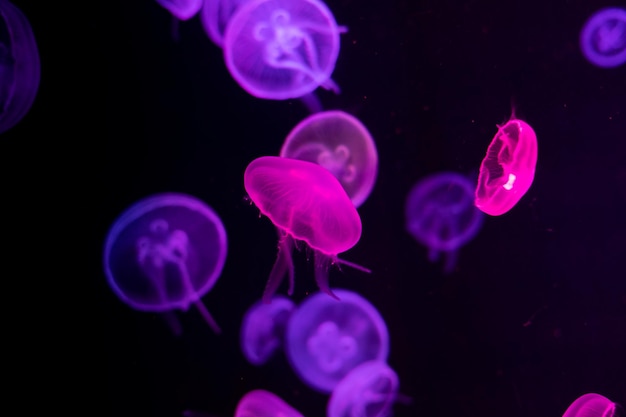 Kolorowe meduzy zbliżenie z ciemnym tłem