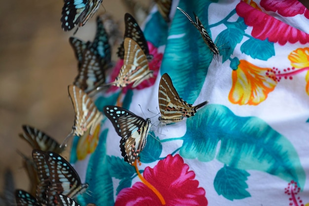 Zdjęcie kolorowe mieszane gatunki motyli na kolorowym płótnie