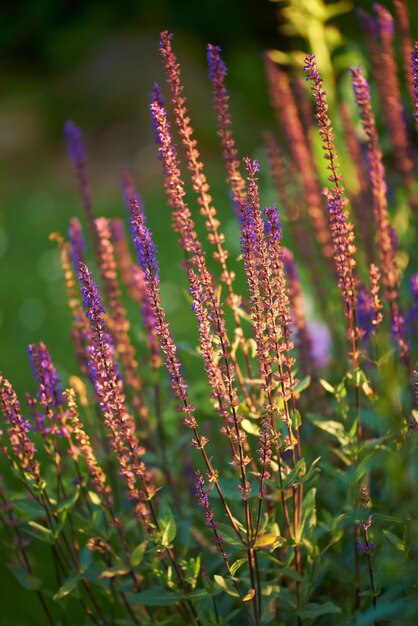 Kolorowe naparstnice digitalis purpurea Zbliżenie kwitnącego krzewu na podwórku latem Roślina o wysokich, delikatnych dzikich kwiatach rosnąca w parku lub arboretum wiosną
