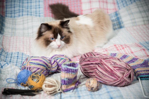 Kolorowe nici, igły i inne przedmioty do robienia na drutach oraz uroczy kot domowy Ragdoll na łóżku