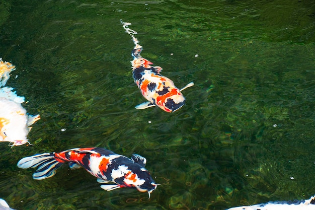 Kolorowe odmiany japonia fantazyjne karpie lub japońskie ryby Koi, a dokładniej nishikigoi pływające w słodkiej wodzie w stawie wodnym i basenie w parku ogrodowym w Chiang Rai Tajlandia