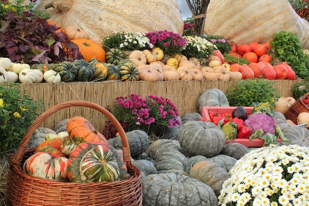 Kolorowe organiczne dynie i tykwy na targach rolniczych. Zbiór koncepcji czasu jesiennego. Ogród