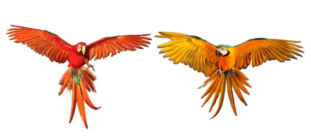 Zdjęcie kolorowe papugi ara latające na białym tle.