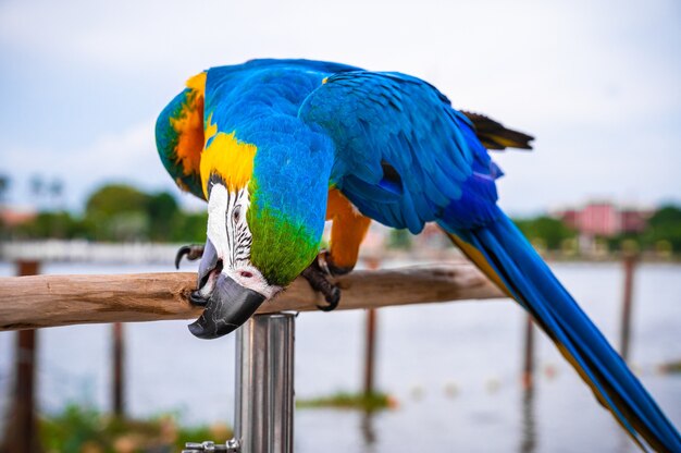 Kolorowe papugi Ara niebieski i złoty stojący na drewniane okoń.
