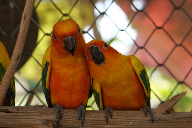 Kolorowe papugi w parku