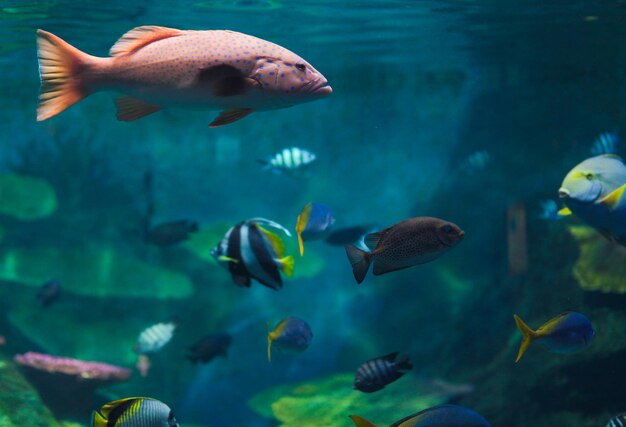 Kolorowe paski i różowa ryba pływająca w niebieskiej wodzie
