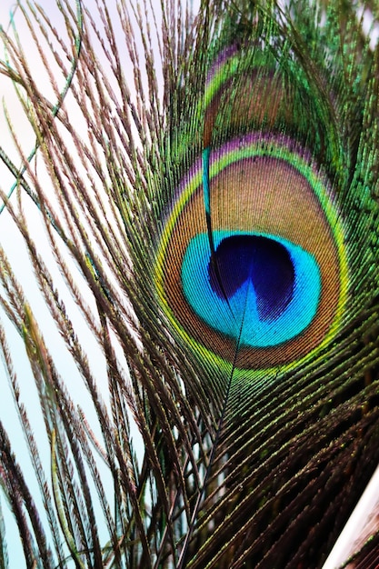 Kolorowe pawie pióra tworzą piękne wzory piór Pavo muticus Pavo cristatuszielony odcień dla projektantów tła koncepcja naturalnego pióra