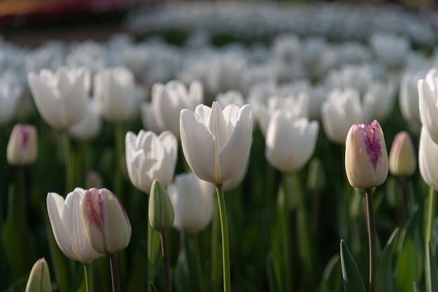 Kolorowe pola kwiatów tulipanów w wiosenny poranek