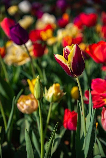 Kolorowe pola kwiatów tulipanów w wiosenny poranek