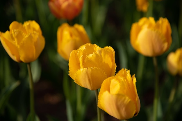 Kolorowe pola kwiatów tulipanów w wiosenny poranek