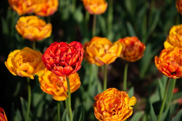 Kolorowe pola kwiatów tulipanów w wiosenny poranek