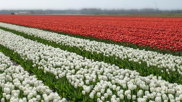 Kolorowe pole czerwonych i białych holenderskich tulipanów.