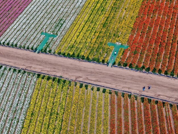 Kolorowe pole kwiatów Giant Ranunculus podczas corocznego kwitnienia, które trwa od marca do połowy maja