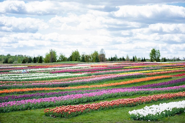 Kolorowe pole tulipanów z niebieskim niebem i chmurami