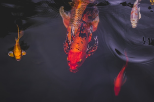 Zdjęcie kolorowe ryby piękne