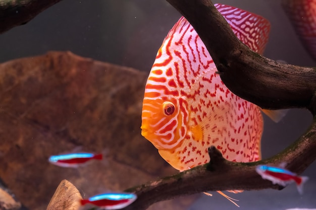 Kolorowe ryby z gatunku Symphysodon discus w akwarium